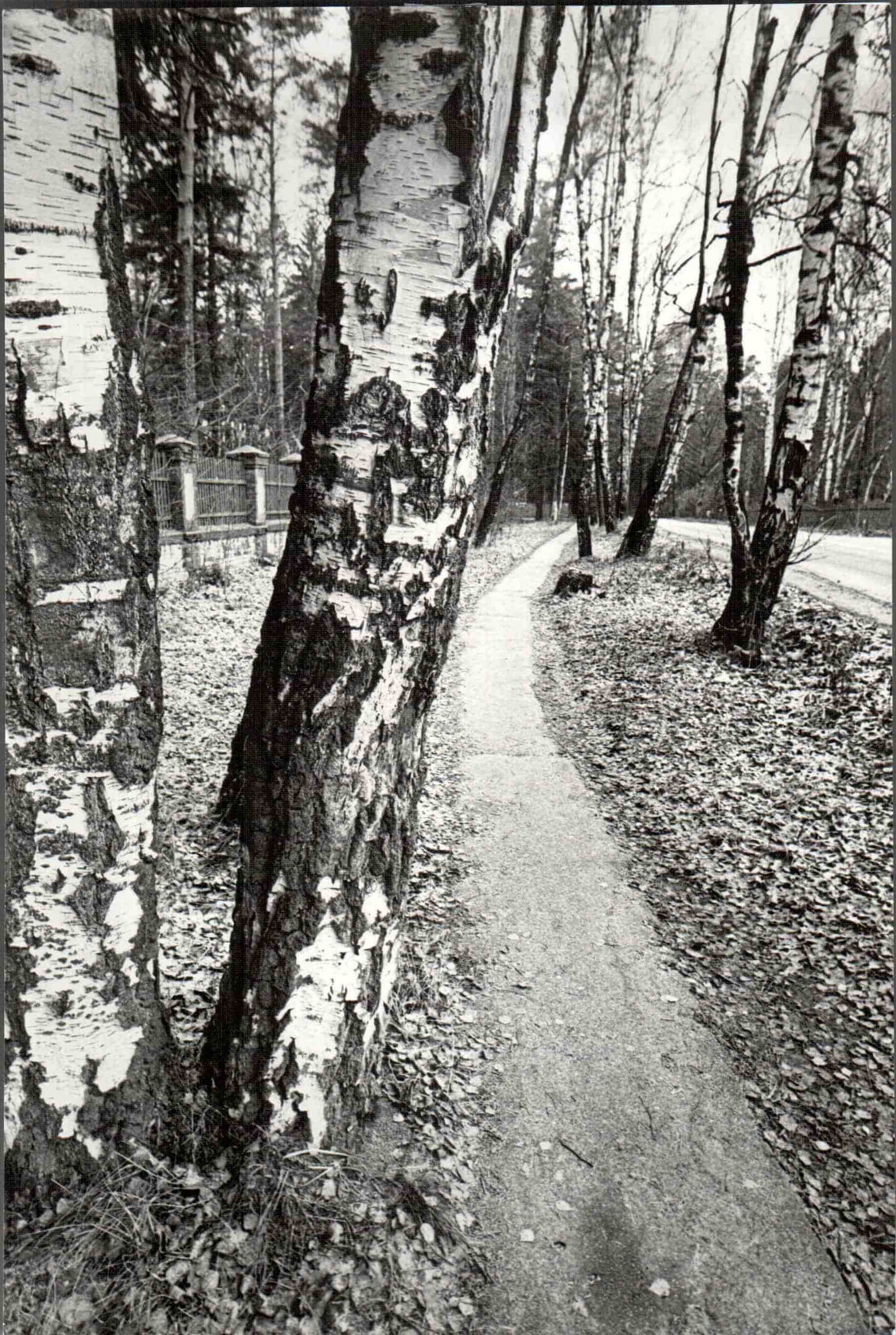 Переделкино. Дорога от станции к поселку, 1984г.